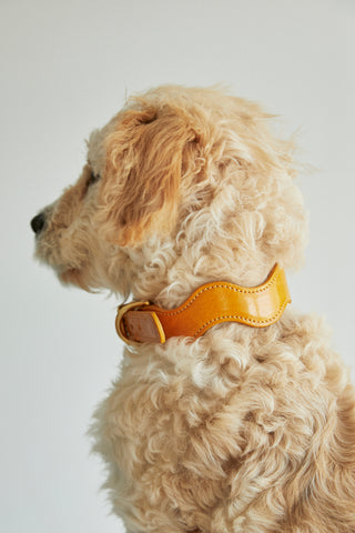 Wavy Mustard Dog Collar + Curated by