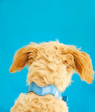 Wavy Blue Pool Dog Collar + Curated by