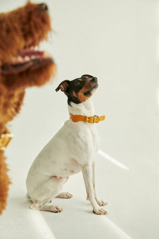 Wavy Mustard Dog Collar + Curated by